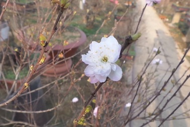 Thú chơi hoa mai trắng của người Hà thành