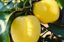 Táo ứa mật vàng rực, hàng Trung Quốc đội lốt lừa chị em sành điệu