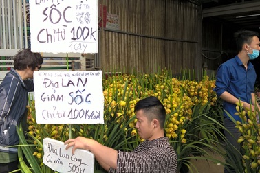 Địa lan Trung Quốc bán "phá giá" chỉ 100.000 đồng/cành