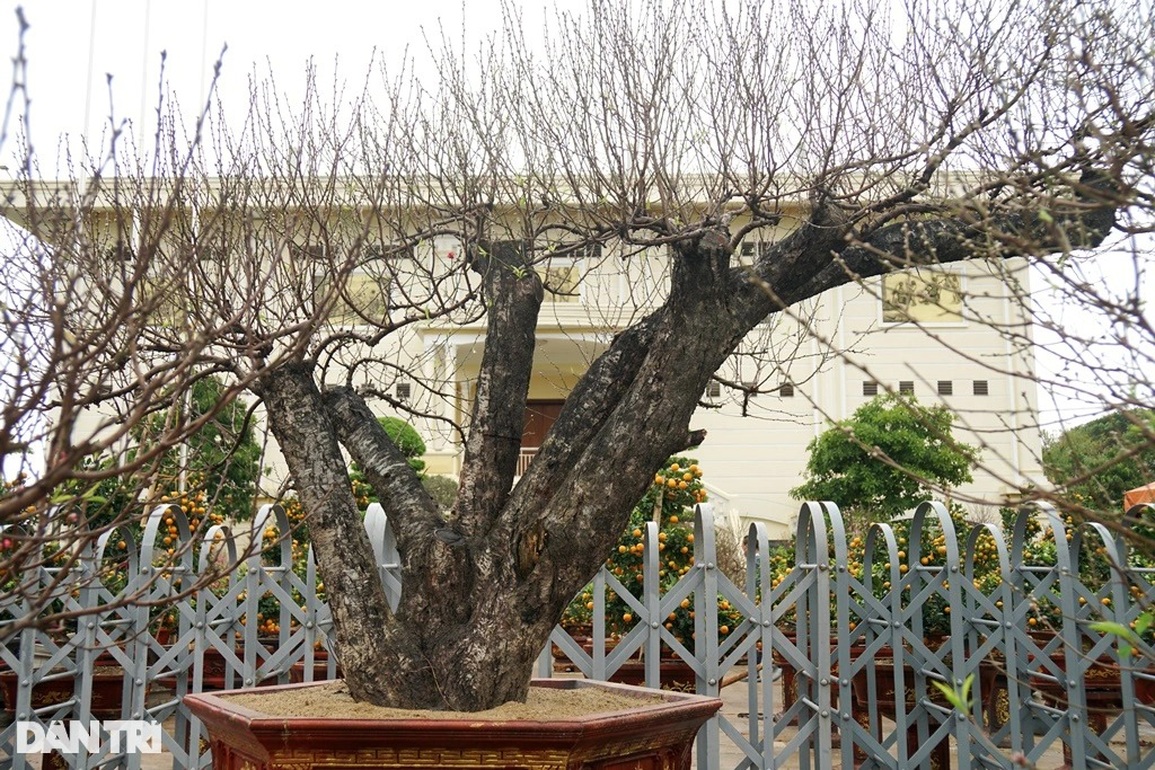 Đào khủng cổ thụ bàn tay lộc, hét giá trăm triệu đồng ở Thanh Hóa - 2 Đào khủng cổ thụ bàn tay lộc, hét giá trăm triệu đồng ở Thanh Hóa - 2