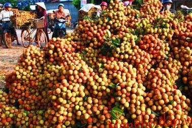 Vị đắng vải thiều