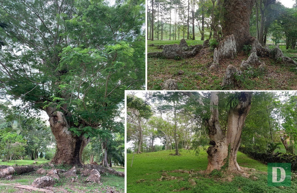 Đà Lạt miền Đông bị lãng quên - 9