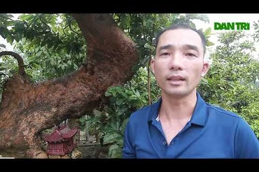 Mai vàng Yên Tử “triệu đô” của đại gia Quảng Ninh