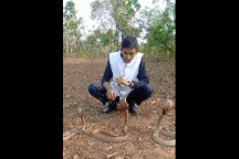 Thót tim khoảnh khắc chuyên gia bắt rắn bị hổ mang cắn khi đang "biểu diễn"