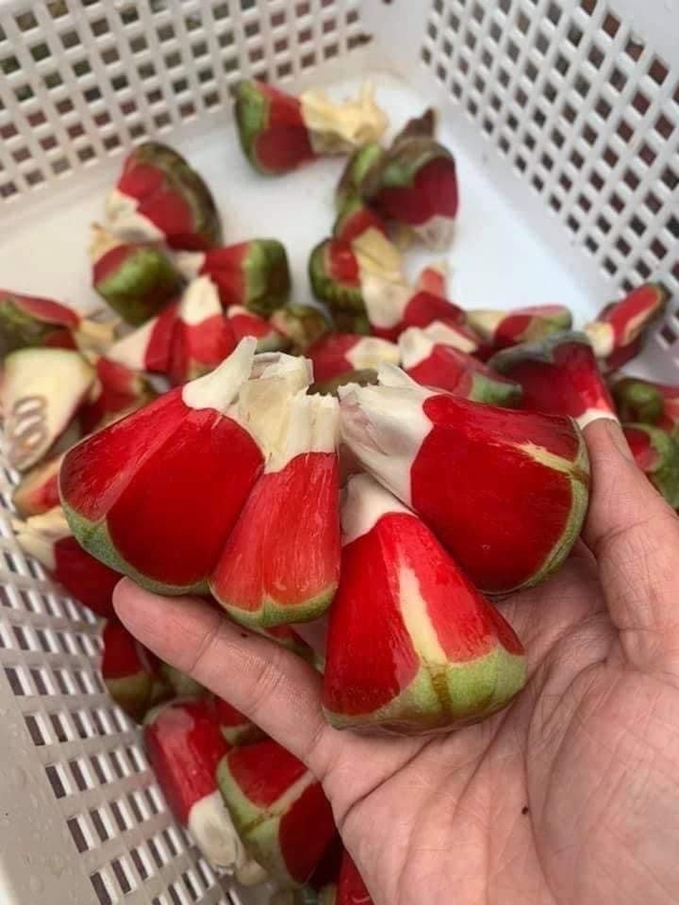 Na rừng siêu to, ruột đỏ au giá nửa triệu đồng một quả - 3 Na rừng siêu to, ruột đỏ au giá nửa triệu đồng một quả - 3