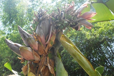 Kỳ lạ cây chuối trổ 21 hoa