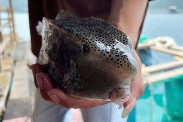 Vụ con cá 0,5kg "chém" gần 1,8 triệu đồng: Chủ tịch Khánh Hòa chỉ đạo khẩn