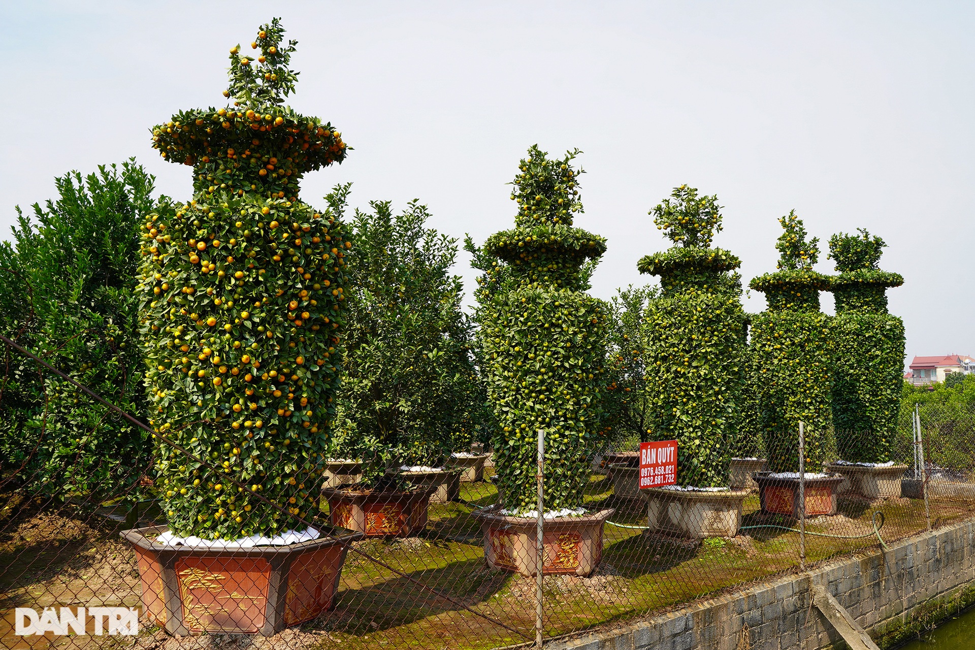 Chiêm ngưỡng những cặp quýt lục bình khủng sẵn sàng vào vụ Tết - 5