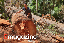 "Chảy máu" rừng Tây Nguyên: "Ăn cám trả vàng" và cuộc chiến không cân sức