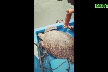 Thả rùa biển quý hiếm nặng 120kg, dài hơn 1m