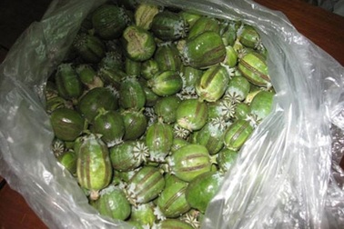 Khởi tố 2 thanh niên dân tộc vận chuyển 23kg quả anh túc