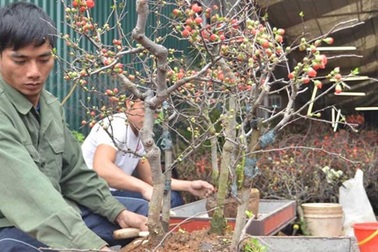 Mai đỏ Trung Quốc giá rẻ lấn át mai nội