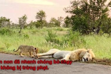 Sư tử con tinh nghịch phá vỡ giấc ngủ của cha mình