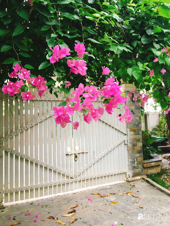 Vườn cây và hoa rực rỡ níu những bình yên ở ngoại ô Hà Nội giúp gia đình trẻ tránh xa ồn ào của phố thị - Ảnh 2. Vườn cây và hoa rực rỡ níu những bình yên ở ngoại ô Hà Nội giúp gia đình trẻ tránh xa ồn ào của phố thị - Ảnh 2.