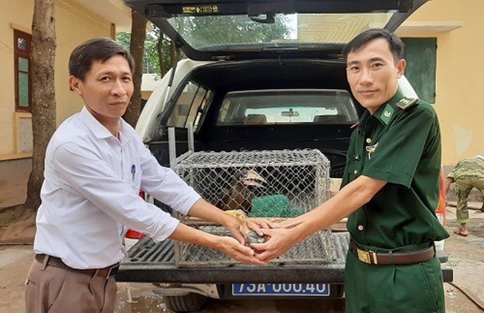 Tiếp nhận 2 cá thể chim Cao Cát quý hiếm - 1 Tiếp nhận 2 cá thể chim Cao Cát quý hiếm - 1