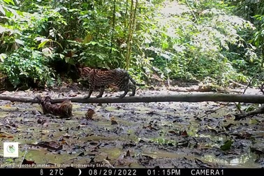 Cuộc chiến giữa lười và bạch dương