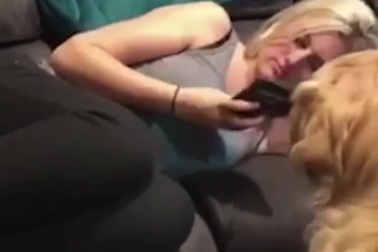 Chú chó tìm cách gây sự chú ý của chủ nhân để chơi đùa cùng mình