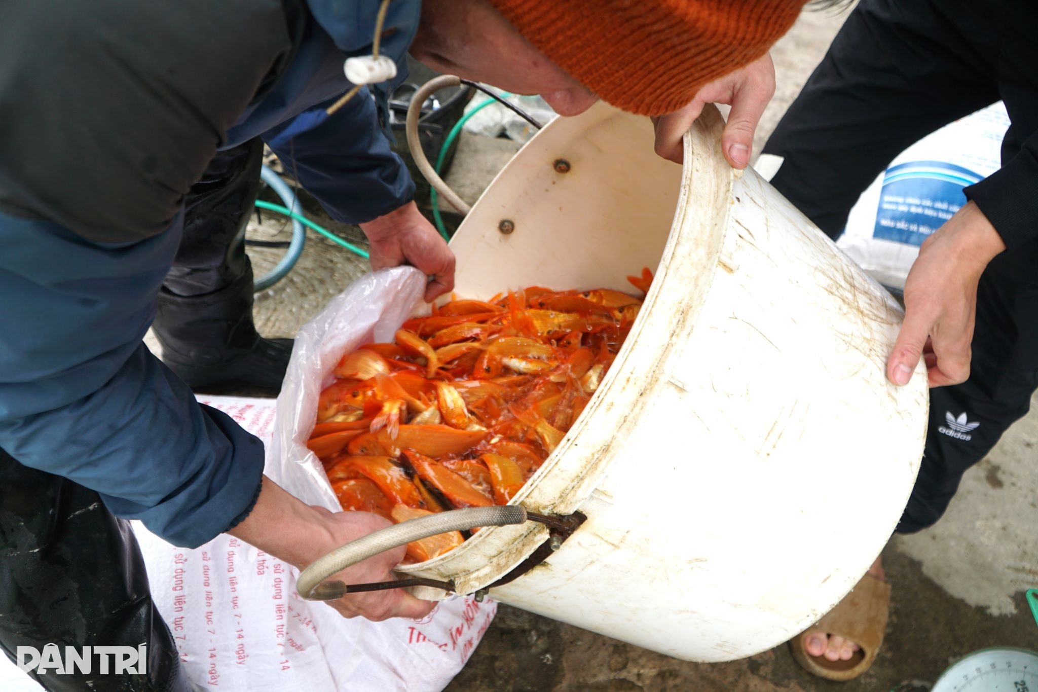 Πιάνοντας το μεγαλύτερο δίχτυ της χρονιάς, κερδίζοντας εκατοντάδες εκατομμύρια ντονγκ με την ευκαιρία του Φεστιβάλ Ong Cong Ong Tao - 10 Cất mẻ lưới lớn nhất năm, kiếm trăm triệu đồng dịp Tết ông Công ông Táo - 10