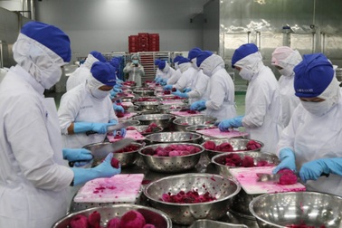 Thiếu lao động trầm trọng, TPHCM nhắn tin mời công nhân trở lại làm việc