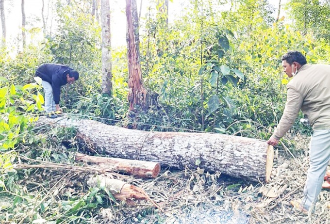 Thực nghiệm hiện trường tại vụ phá rừng ở huyện Lâm Hà tỉnh Lâm Đồng ( Ảnh Báo TP)