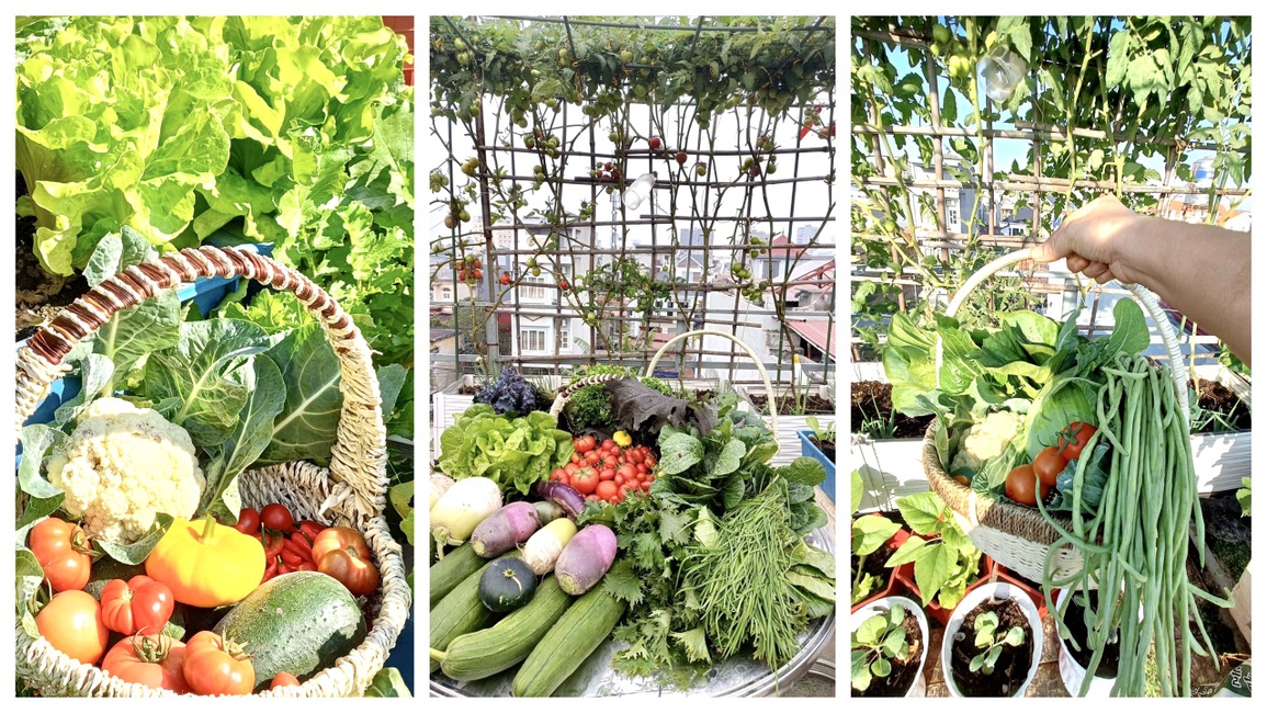 Mẹ đảm ở Hải Phòng kỳ công về quê chở đất, kéo từng bao lên phố trồng rau - 2 Mẹ đảm ở Hải Phòng kỳ công về quê chở đất, kéo từng bao lên phố trồng rau - 2