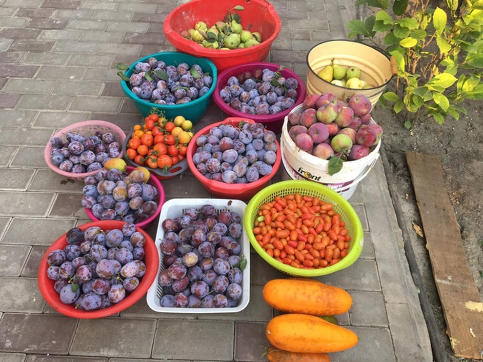 Những khu vườn sum suê rau, trái của các ông bố Việt ở trời Tây - 4 Những khu vườn sum suê rau, trái của các ông bố Việt ở trời Tây - 4