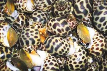 Khánh Hòa: Ốc hương rớt giá thê thảm