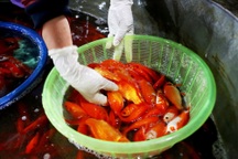 Chợ cá lớn nhất Hà Nội rực vàng trước ngày cúng ông Công ông Táo