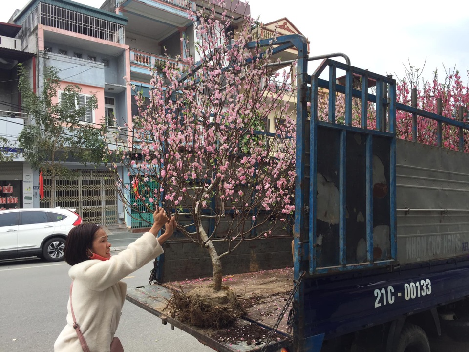 Dịch vụ nhận trồng, chăm sóc đào cảnh sau Tết hút khách - 4