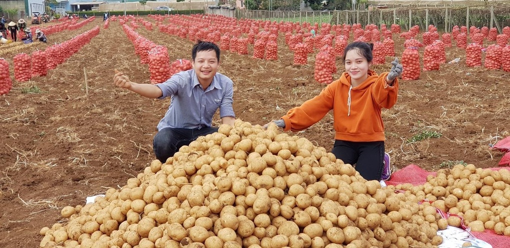 Mô hình sản xuất - tiêu thụ khoai tây bền vững: Mũi tên trúng nhiều đích - 3 Mô hình sản xuất - tiêu thụ khoai tây bền vững: Mũi tên trúng nhiều đích - 3
