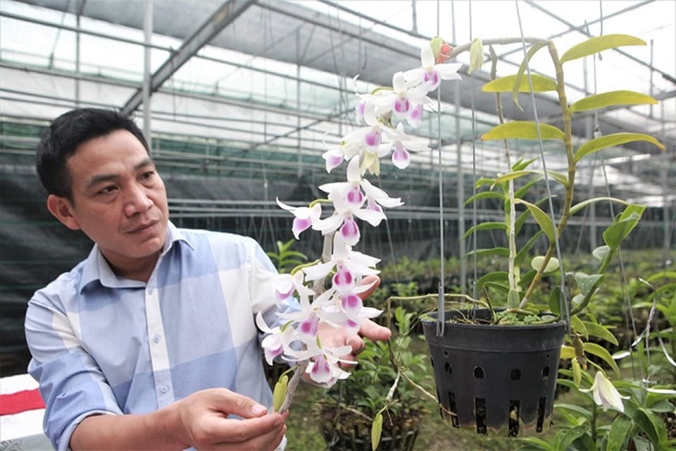 Chuyên gia sinh vật cảnh vén màn những giao dịch lan tiền tỷ: Sự thật bất ngờ - 4