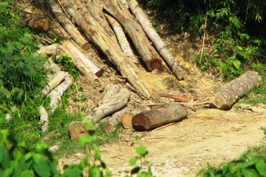 Đội trưởng Đội bảo vệ rừng "găm" 10m3 gỗ lậu