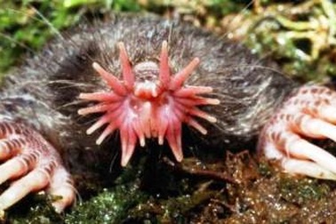 13 loài động vật xấu xí nhất hành tinh