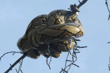 Trăn gấm cỡ lớn dài 3m cuộn tròn trên dây đèn không thể tự thoát ra ngoài