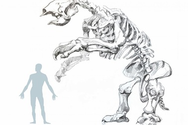 Hóa thạch con lười khổng lồ tiết lộ hoàn cảnh sống trước khi tuyệt chủng