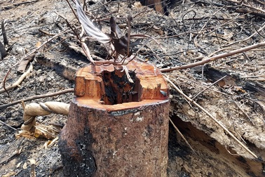 Tận mắt chứng kiến một cánh rừng bị “cưa sạch, đốt sạch”