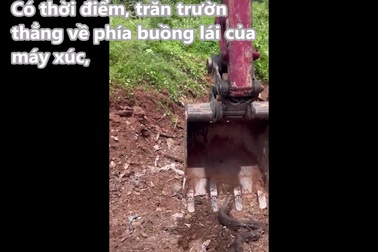 Thợ lái máy xúc hốt hoảng phát hiện trăn cỡ lớn khi đang múc đất