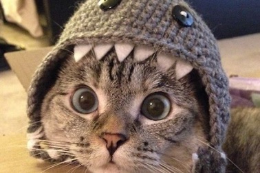 Nàng mèo bị bỏ rơi nổi tiếng hơn cả ngôi sao