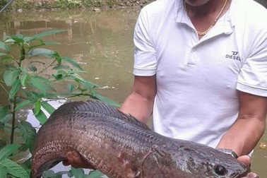 Bắt được cá lóc dài hơn nửa mét, nặng hơn 7kg