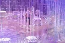 Đàn sư tử đang biểu diễn thì quay ra... cắn nhau