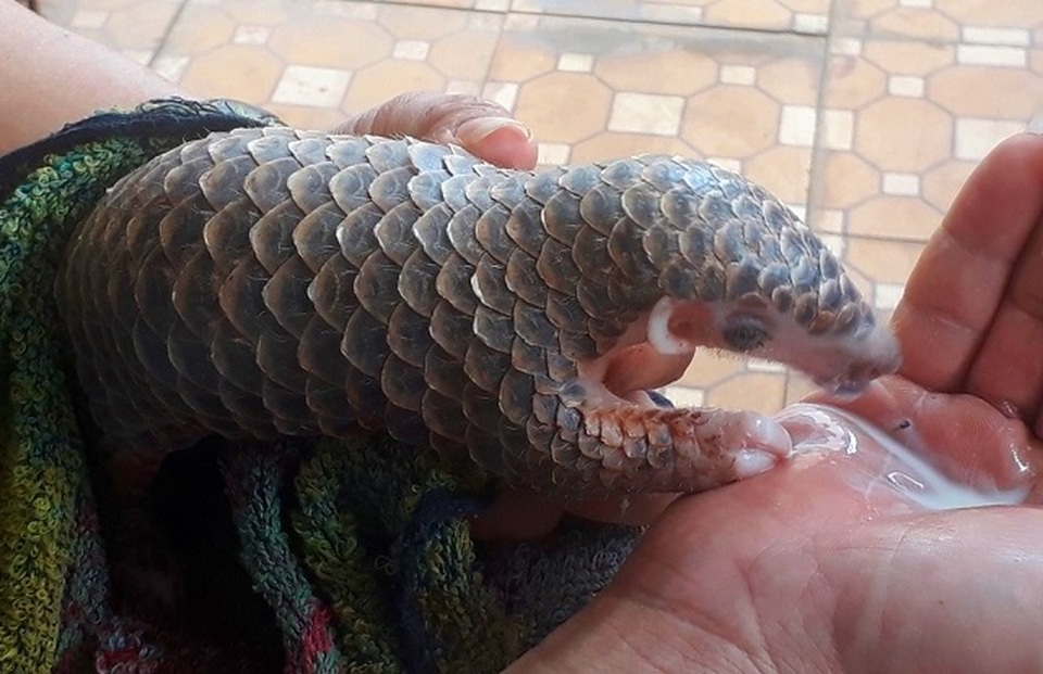 Vượt gần 1.000 km đón tê tê vàng cực kỳ quý hiếm - 2