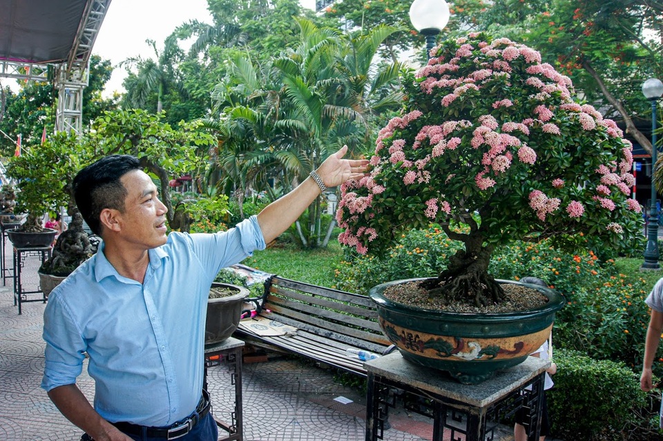 Mãn nhãn với cây hoa trang đột biến sắc hồng giá gần nửa tỷ - 3 Mãn nhãn với cây hoa trang đột biến sắc hồng giá gần nửa tỷ - 3