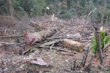 Tan nát những cánh rừng đầu nguồn
