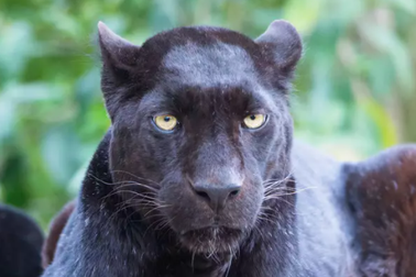 Trả tiền để được vuốt ve báo đen, chẳng ngờ lĩnh đòn tấn công  chí mạng