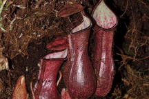 Phát hiện ra loài thực vật ăn thịt đáng sợ từ dưới lòng đất