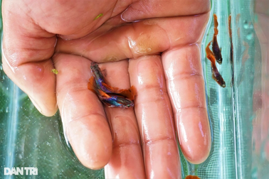 Nuôi cá "tiểu thư, công tử" đỏng đảnh, trai làng vớt tiền triệu mỗi tháng