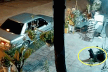 Toàn cảnh 15 giây "cẩu tặc" đi ô tô bắn súng điện trộm chó táo tợn