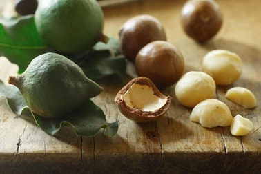 Tây Nguyên sẽ thành “thủ đô” mắc-ca Đông Nam Á?