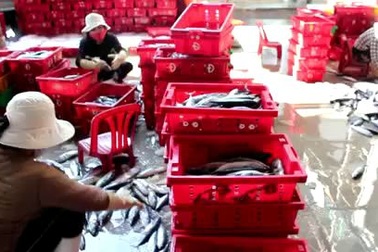 Được "lộc biển", ngư dân Nam Trung Bộ bỏ túi trăm triệu mỗi chuyến ra khơi