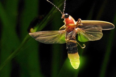 Gen Alpha có thể không biết 5 loài côn trùng từng là tuổi thơ của cha mẹ